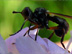 Létající mravenec