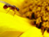 Létající mravenec